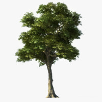 tree 3d models